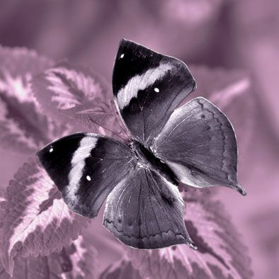 Falc Obraz na plátně - Butterfly violet II., 30x30 cm - GLIX DECO s.r.o.