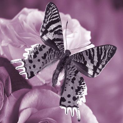 Falc Obraz na plátně - Butterfly violet III., 30x30 cm - GLIX DECO s.r.o.
