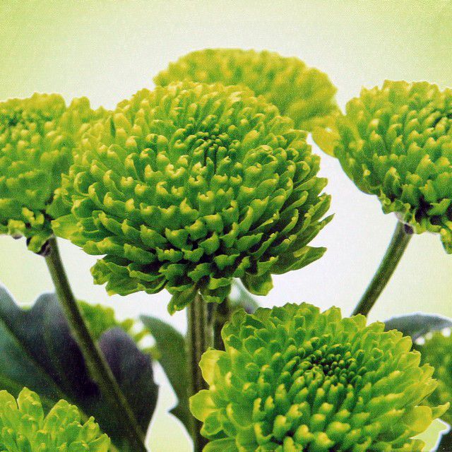 Falc Obraz na plátně - Green flower, 28x28 cm - GLIX DECO s.r.o.