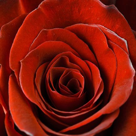 Falc Obraz na plátně - Scarlet rose, 30x30 cm - GLIX DECO s.r.o.