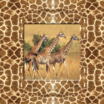 Falc Obraz na plátně - Žirafy, 30x30 cm - GLIX DECO s.r.o.