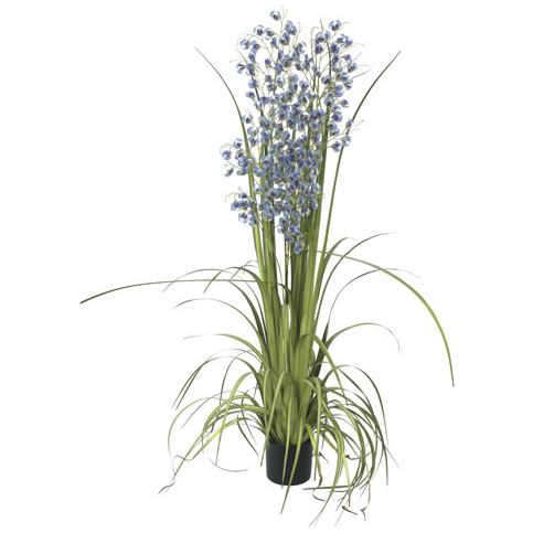 Orchidej travní Europalms Výška 140 cm/modré květy - M DUM.cz