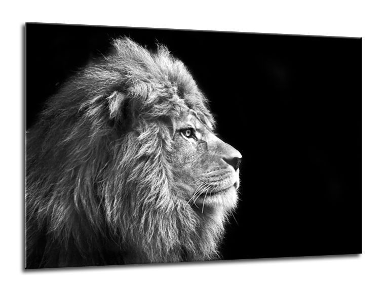Obraz Styler Glasspik Canvas Animals Lion, 70 x 100 cm - Bonami.cz