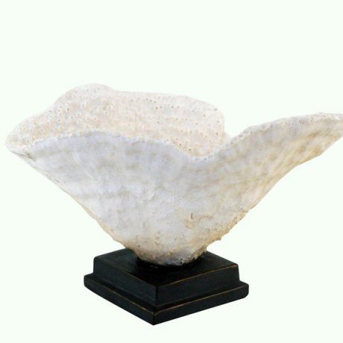 Podnos z dekorativního korálu White Coral, 21x32x34 cm - Alomi Design