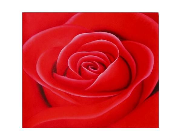 Obraz - Květ růže - FORLIVING