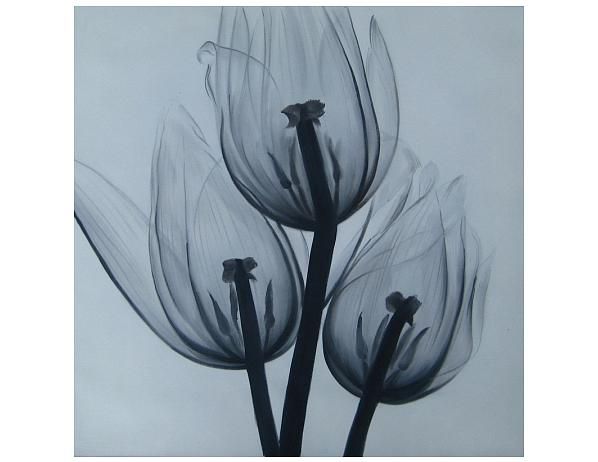 Obraz - Tři tulipány - FORLIVING