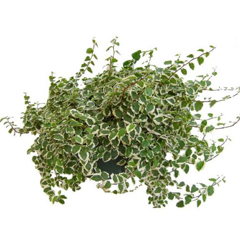 Gardners.cz Ficus pumila variegata, průměr 11 cm - Favi.cz
