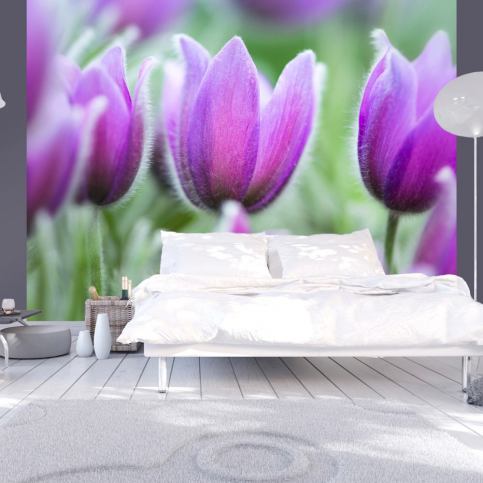 Fototapeta - Purple spring tulips - 350x270 - 4wall.cz