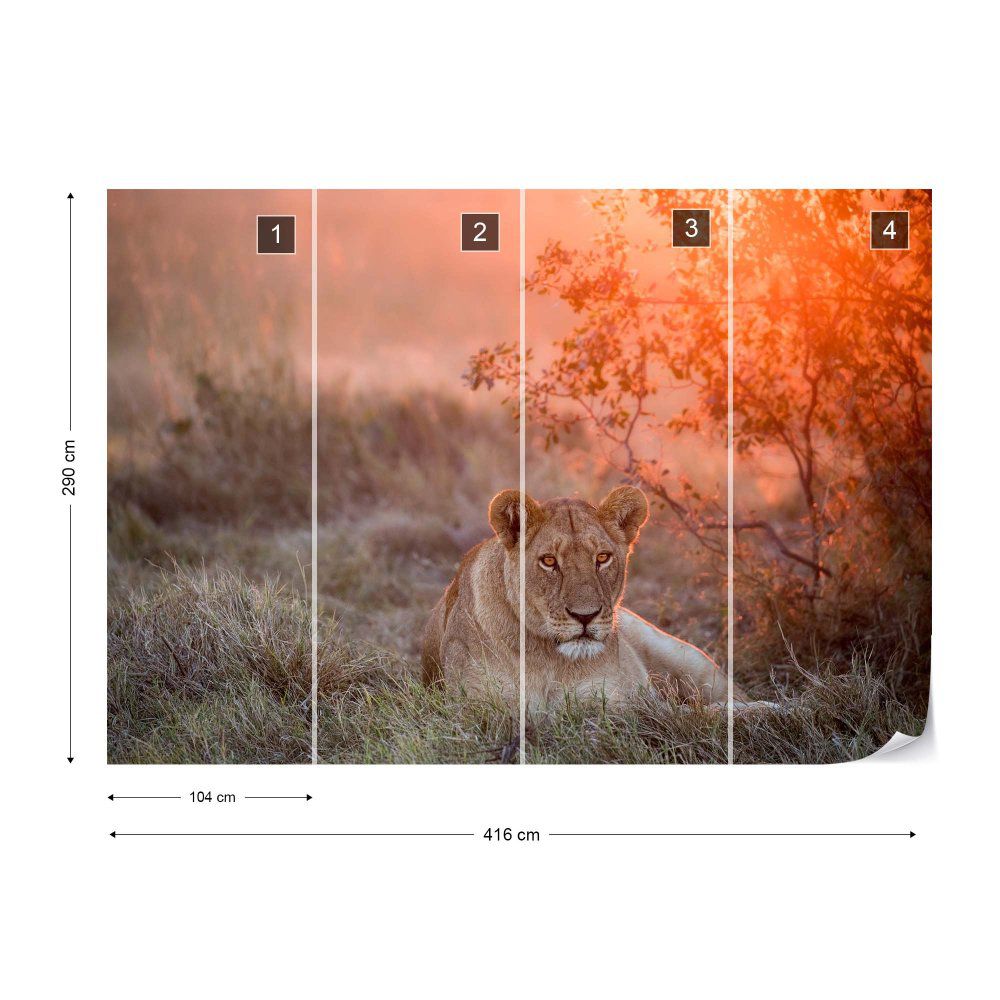 Fototapeta GLIX - Sunset Lioness + lepidlo ZDARMA Vliesová tapeta  - 416x290 cm - GLIX DECO s.r.o.