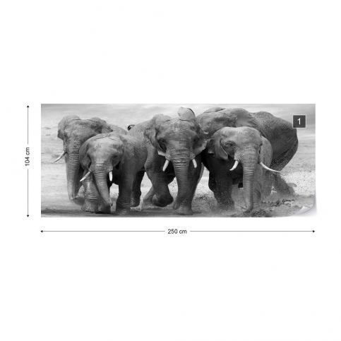 GLIX Fototapeta - Elephants Black And White Animals Vliesová tapeta  - 250x104 cm - GLIX DECO s.r.o.