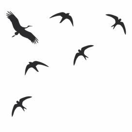  Siluety ptáků - samolepky na okno 
