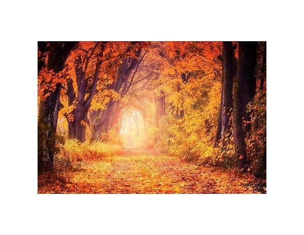 Tištěný obraz - Podzimní slunce - FORLIVING