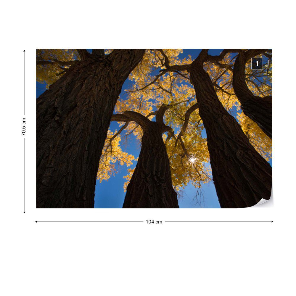 Fototapeta GLIX - Cotton Woods + lepidlo ZDARMA Vliesová tapeta  - 104x70 cm - GLIX DECO s.r.o.