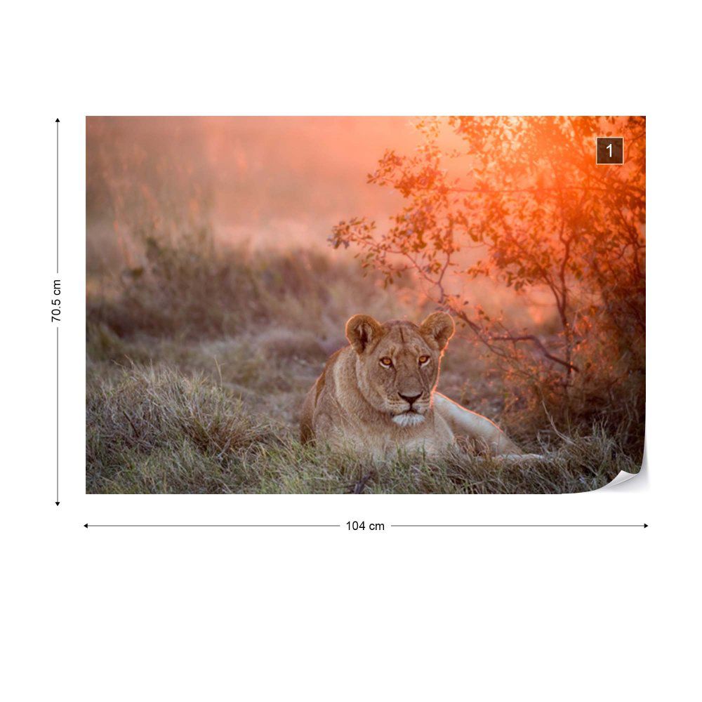 Fototapeta GLIX - Sunset Lioness + lepidlo ZDARMA Vliesová tapeta  - 104x70 cm - GLIX DECO s.r.o.