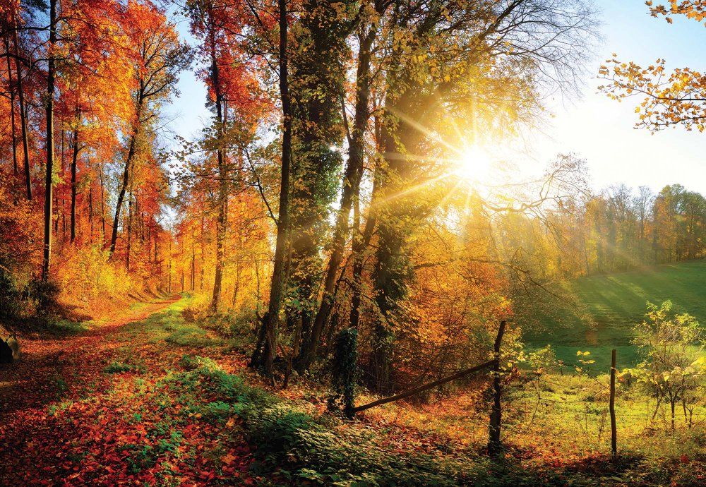 GLIX Fototapeta na dveře - Sunrise In Autumn Forest | 91x211 cm - GLIX DECO s.r.o.