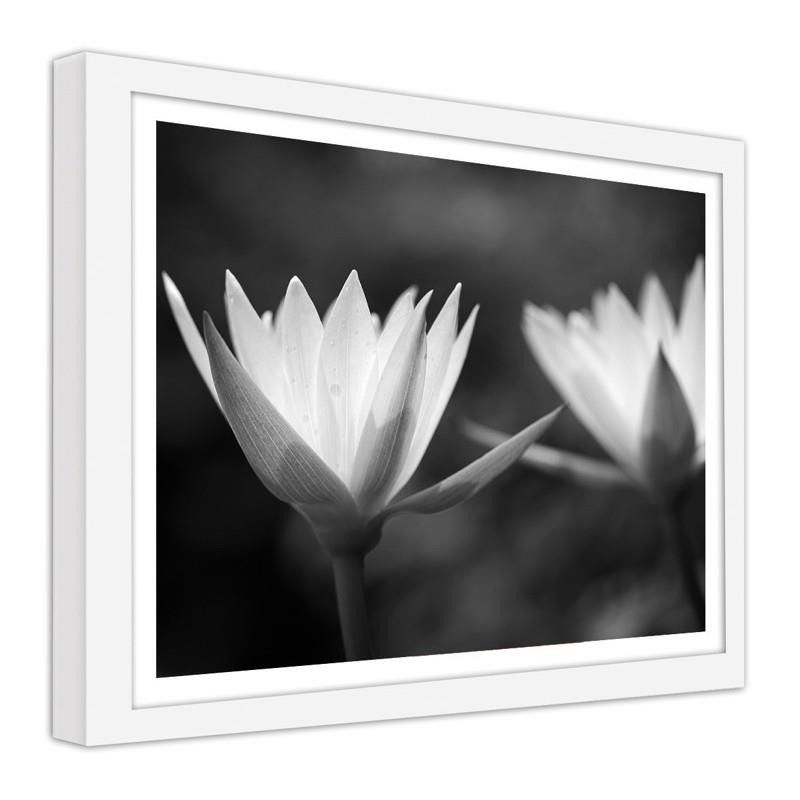 CARO Obraz v rámu - Water Lilies 2 Bílá 40x30 cm - GLIX DECO s.r.o.