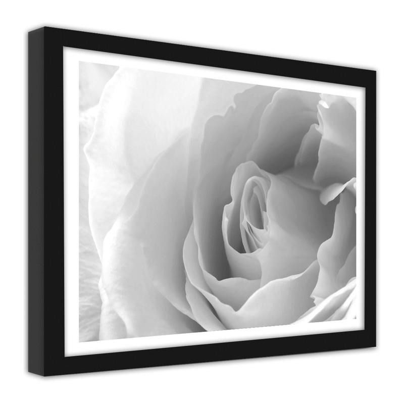 CARO Obraz v rámu - White Rose 3 Černá 40x30 cm - GLIX DECO s.r.o.