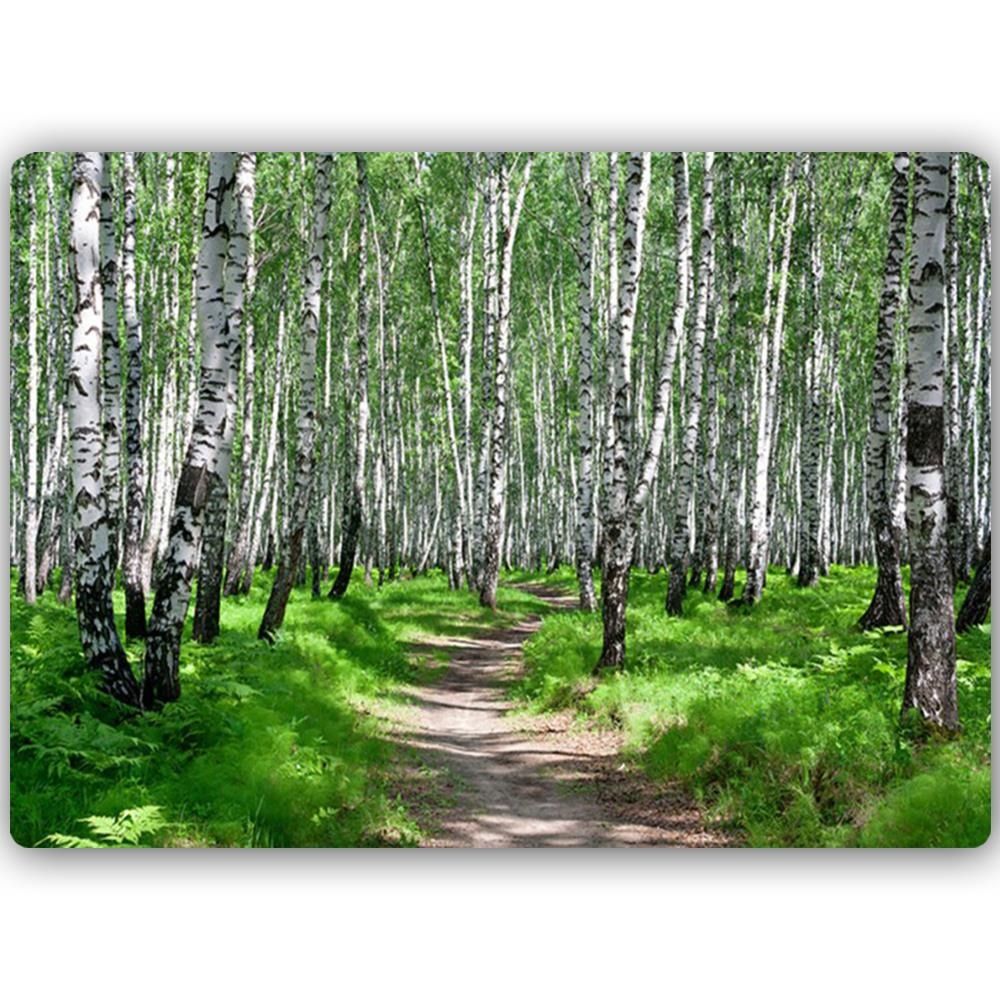 CARO Kovový obraz - Birch Forest 2 40x30 cm - GLIX DECO s.r.o.