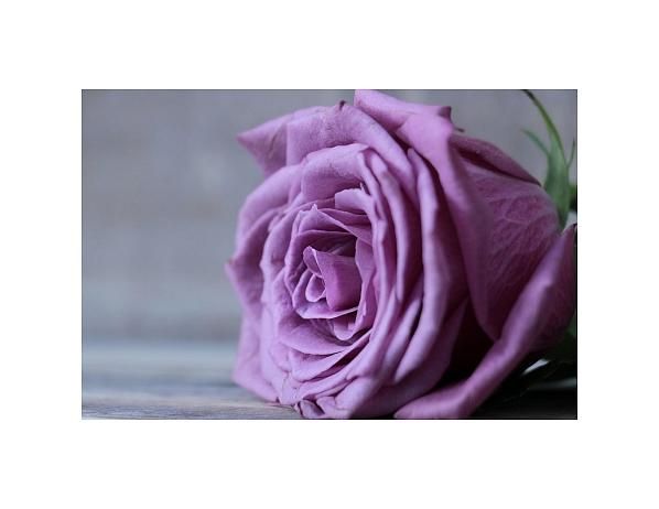 Tištěný obraz - Lila růže - FORLIVING