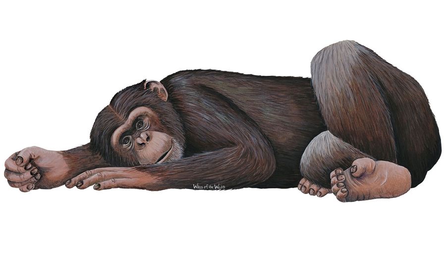 Samolepící dekorace  Šimpanz - Dětské dekorace Lunami