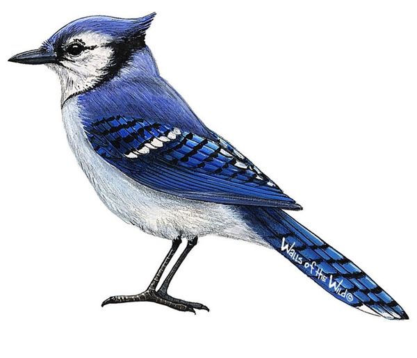 Samolepky - obrázky ptáci : Samolepící dekorace  Modrý ptáček - Dětské dekorace Lunami