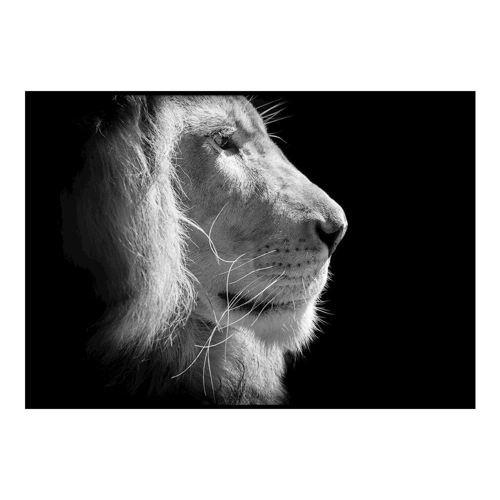 Černo-bílý plakát DecoKing Lion King, 50 x 40 cm - Bonami.cz