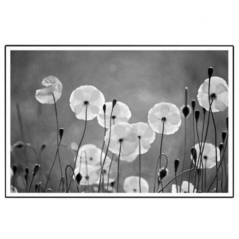 Tempo Kondela Zasklený tištěný obraz DX TYP 19 FLOWERS - černo-bílý - ATAN Nábytek