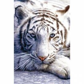 Plakát, Obraz - White tiger, (61 x 91.5 cm)
