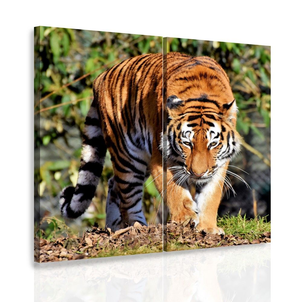 Dvoudílný obraz tygr Velikost (šířka x výška): 60x60 cm - S-obrazy.cz
