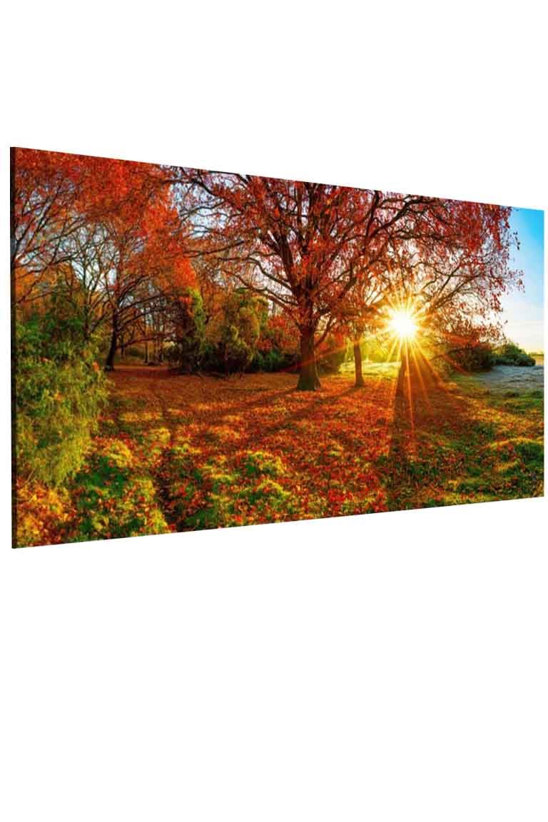 Jednodílný obraz podzimní les Velikost (šířka x výška): 120x60 cm - S-obrazy.cz