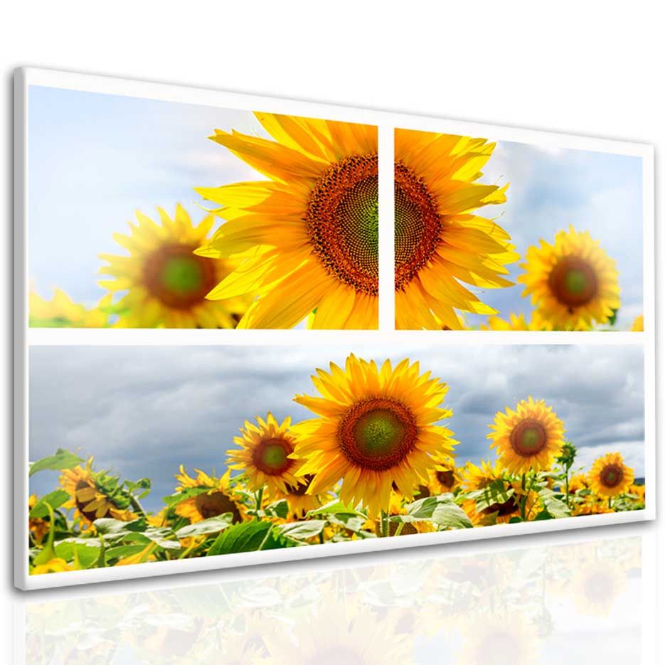 Jednodílný obraz slunečnice Velikost (šířka x výška): 160x120 cm - S-obrazy.cz