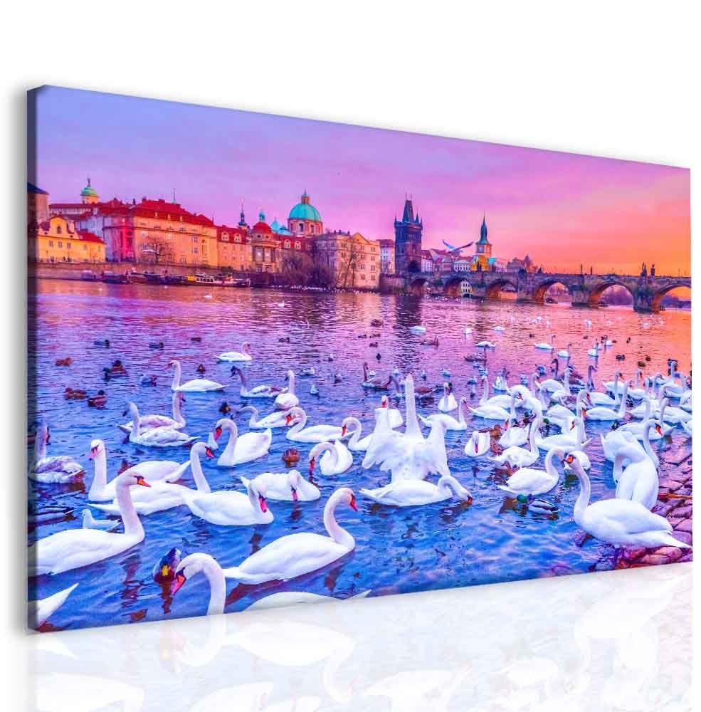 Obraz labutě na Vltavě Velikost (šířka x výška): 150x100 cm - S-obrazy.cz