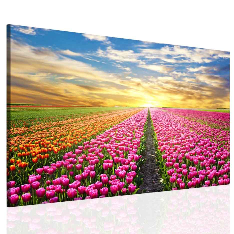 Obraz pole tulipánů Velikost (šířka x výška): 90x60 cm - S-obrazy.cz