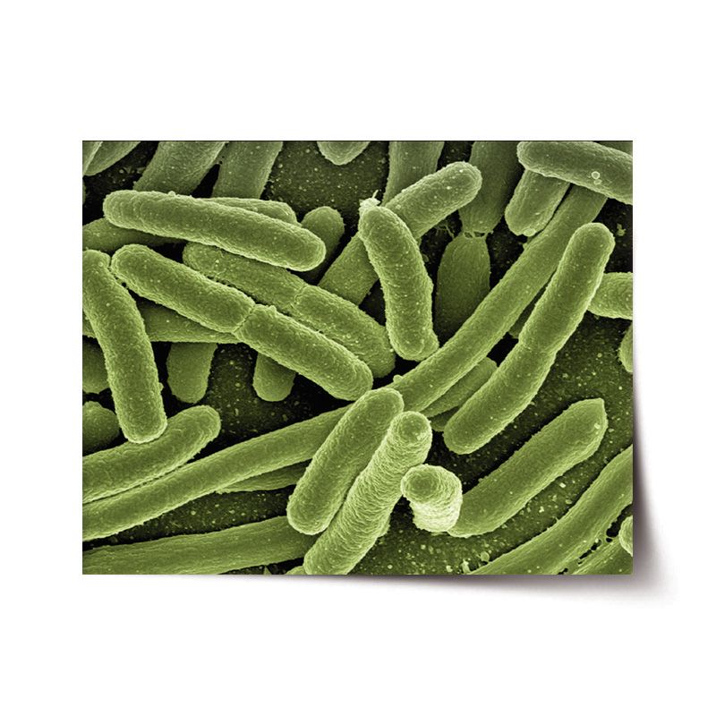 Plakát SABLIO - Bakterie 60x40 cm - E-shop Sablo s.r.o.