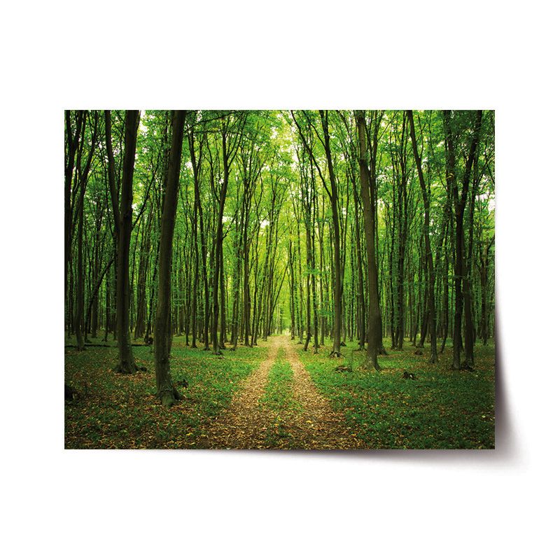 Plakát SABLIO - Cesta v lese 60x40 cm - E-shop Sablo s.r.o.