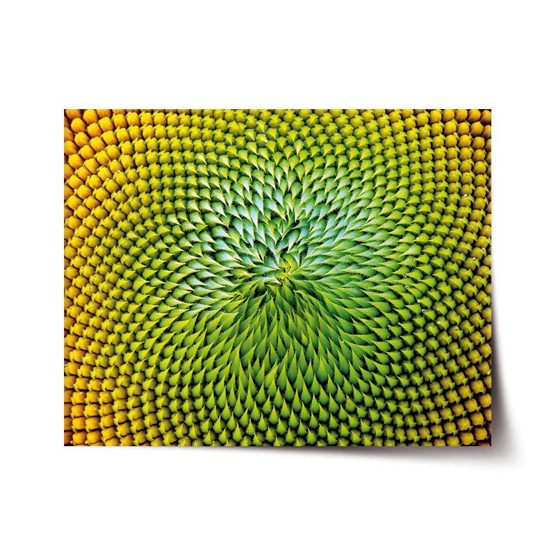 Plakát SABLIO - Detailní květ 60x40 cm - E-shop Sablo s.r.o.