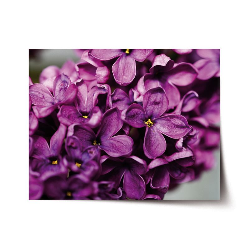 Plakát SABLIO - Fialové květy 60x40 cm - E-shop Sablo s.r.o.
