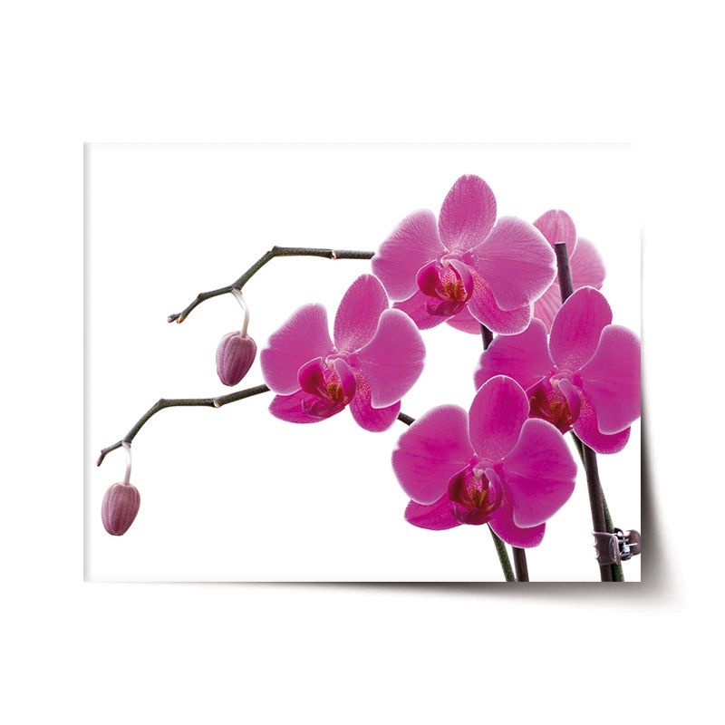Plakát SABLIO - Fialové orchideje 60x40 cm - E-shop Sablo s.r.o.