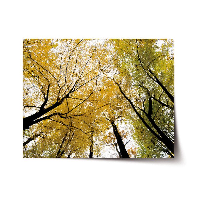 Plakát SABLIO - Koruny stromů 60x40 cm - E-shop Sablo s.r.o.