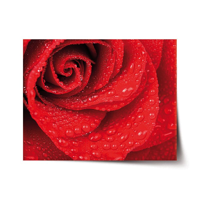 Plakát SABLIO - Květ růže 60x40 cm - E-shop Sablo s.r.o.