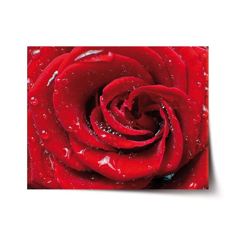 Plakát SABLIO - Růže 60x40 cm - E-shop Sablo s.r.o.
