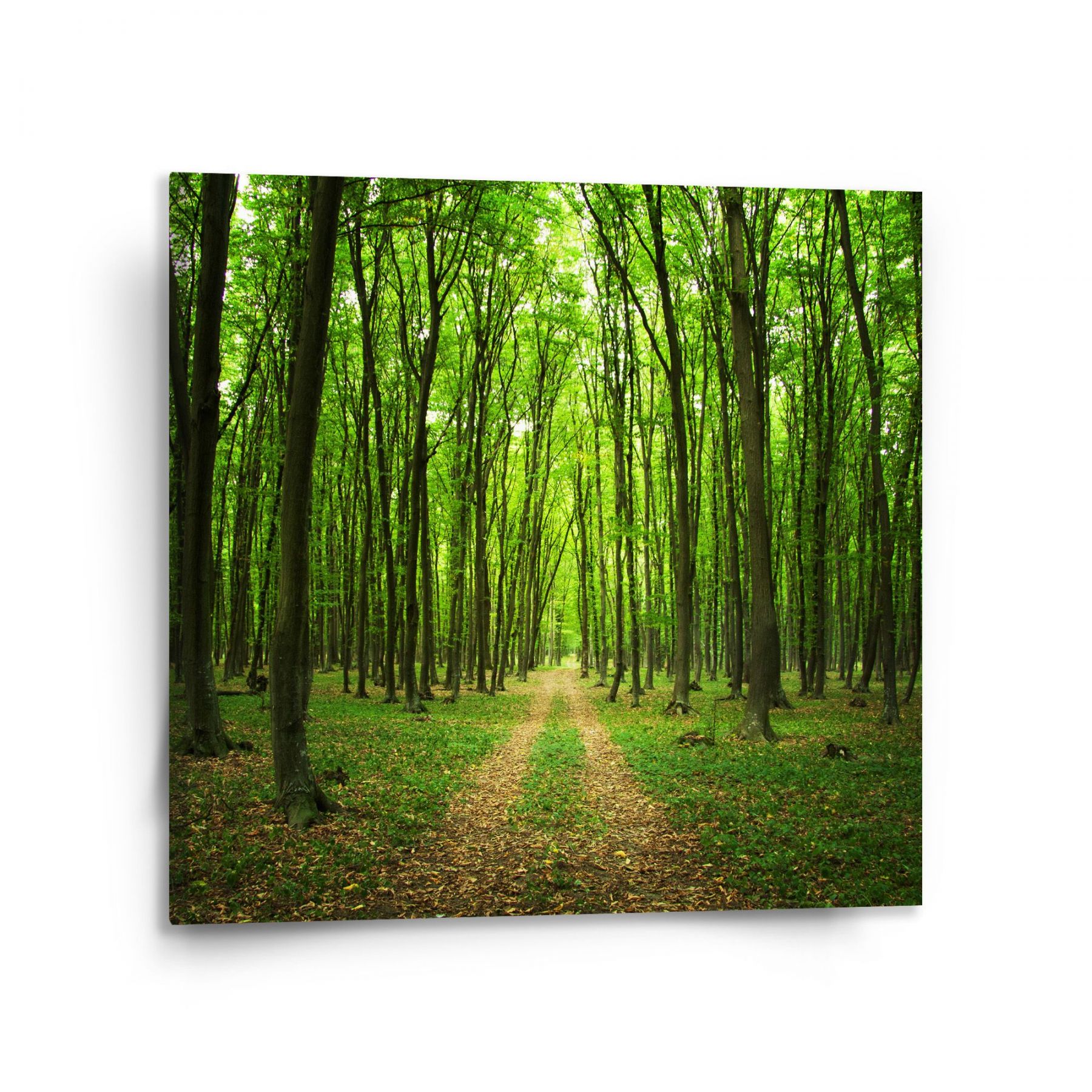 Obraz SABLIO - Cesta v lese 110x110 cm - E-shop Sablo s.r.o.