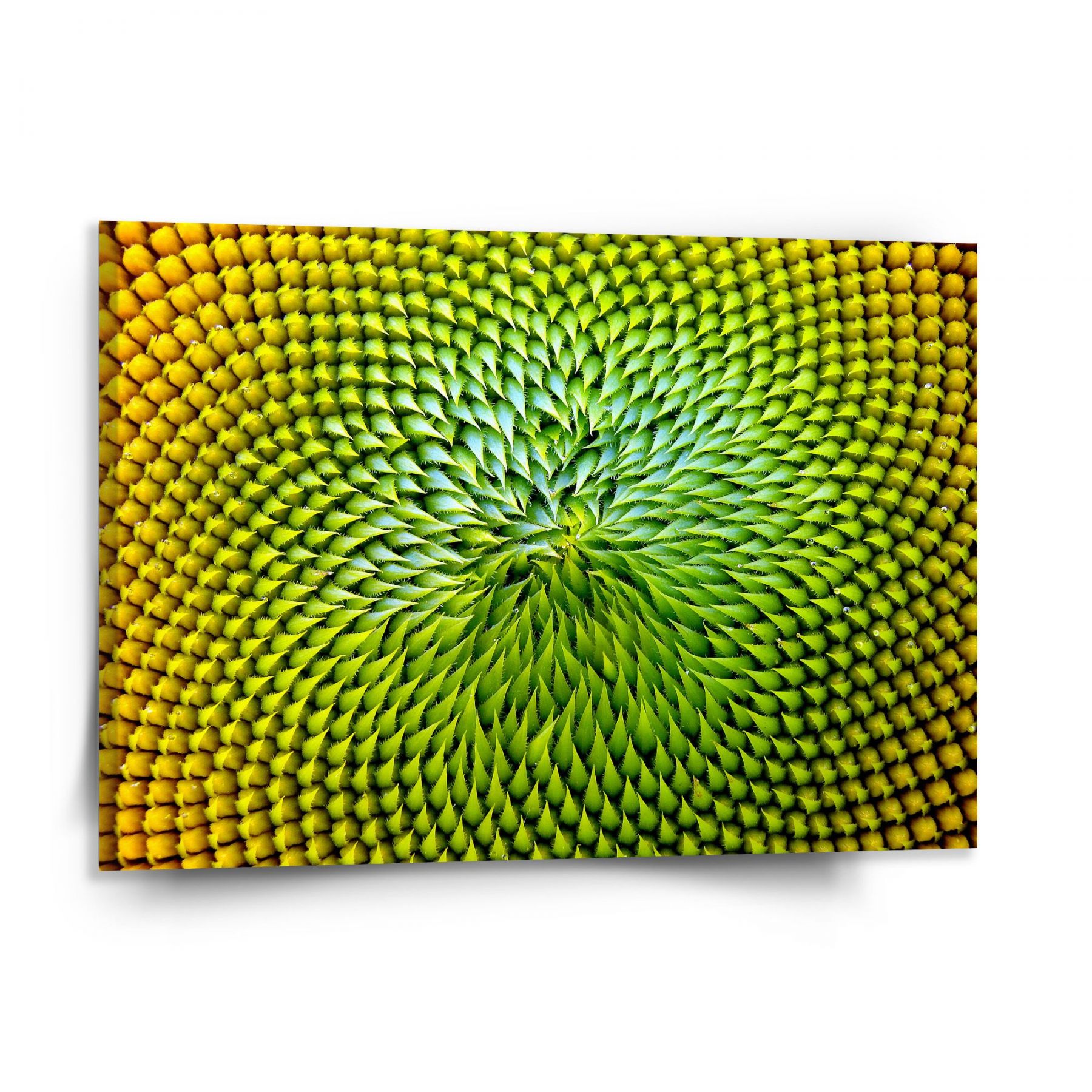 Obraz SABLIO - Detailní květ 150x110 cm - E-shop Sablo s.r.o.