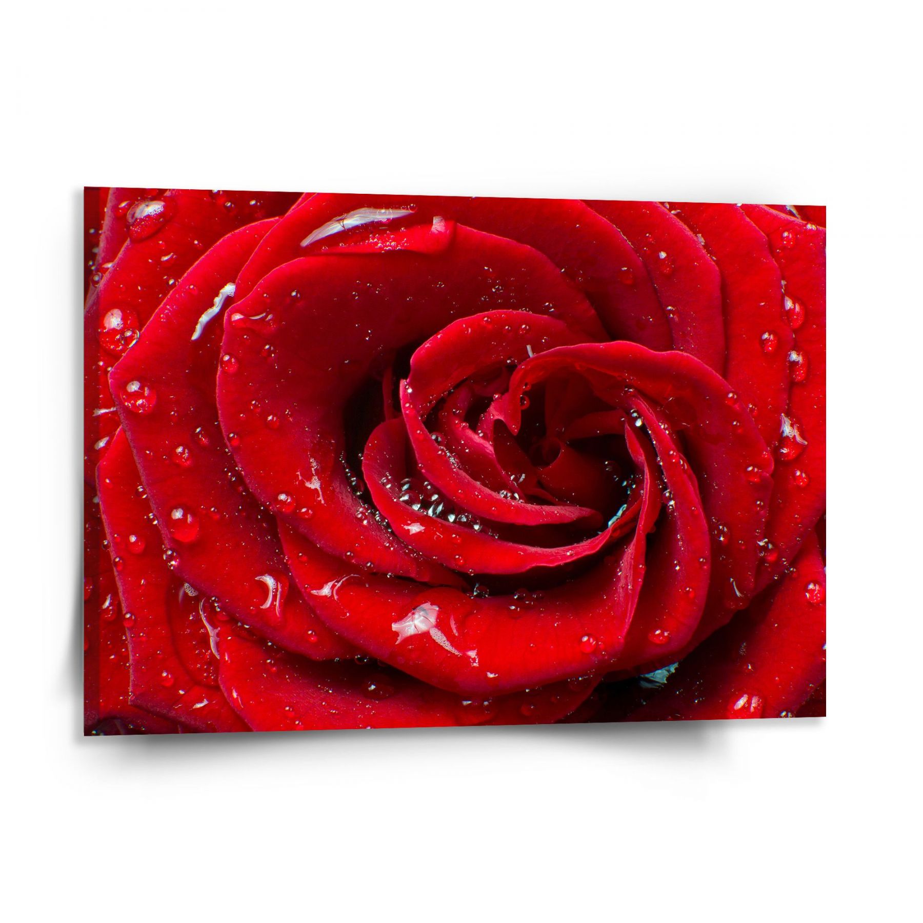 Obraz SABLIO - Růže 150x110 cm - E-shop Sablo s.r.o.