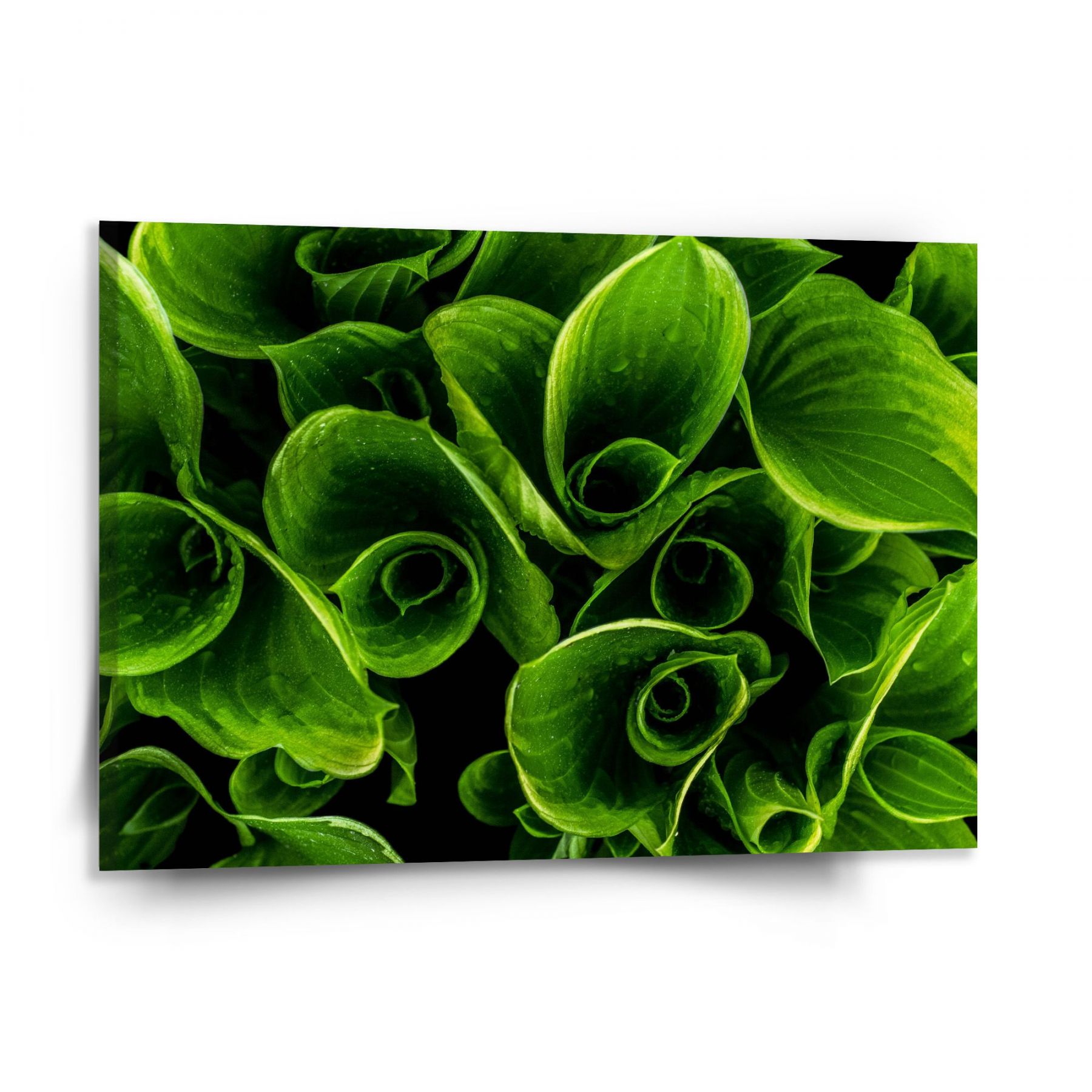 Obraz SABLIO - Zelené listy 150x110 cm - E-shop Sablo s.r.o.