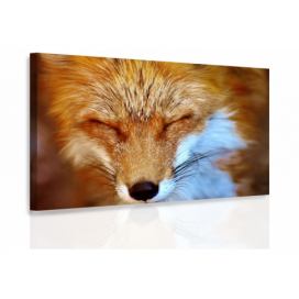 Jednodílný obraz liška Velikost (šířka x výška): 90x60 cm