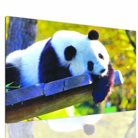 Jednodílný obraz panda Velikost (šířka x výška): 90x60 cm