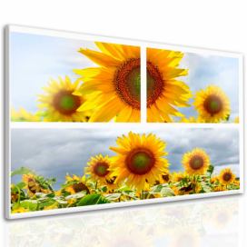 Jednodílný obraz slunečnice Velikost (šířka x výška): 160x120 cm S-obrazy.cz