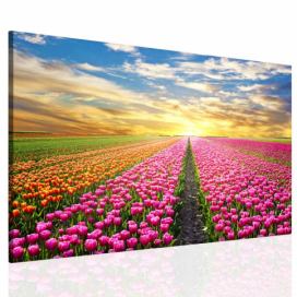 Obraz pole tulipánů Velikost (šířka x výška): 90x60 cm S-obrazy.cz