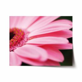 Plakát SABLIO - Růžová gerbera 60x40 cm